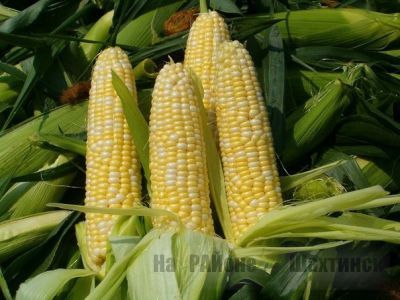 Отличные способы получить больше кукурузы