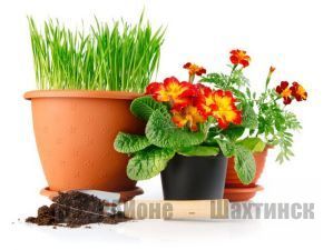 Домашние растения и цветы