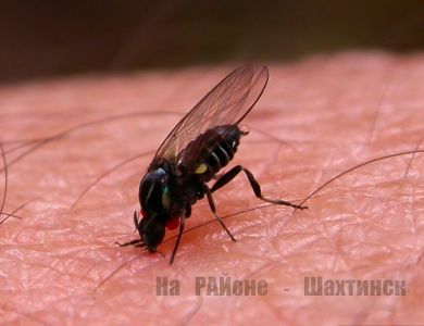 Как отпугнуть мошкару и комаров