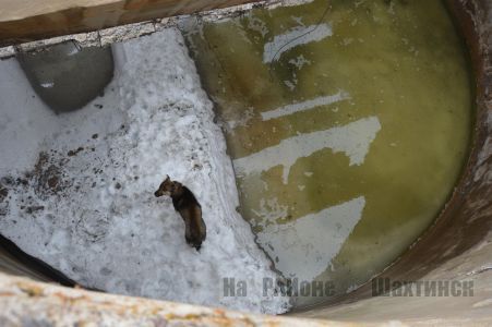 Волонтеры спасли собаку из бетонной западни в Шахтинске