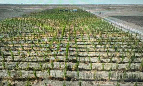 2 млрд деревьев будет посажено в Казахстане до 2027 года