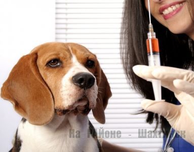 223 человека обратились медицинские организации, пострадавших от укусов животных