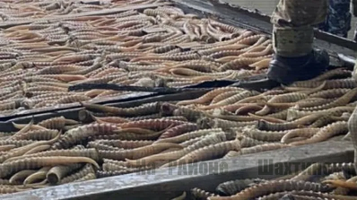 Тысячи рогов сайги изъяли у браконьеров в двух областях Казахстана